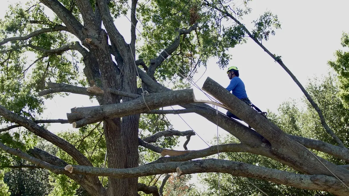 Professional Crown Thinning performed by certified arborists in Lenexa